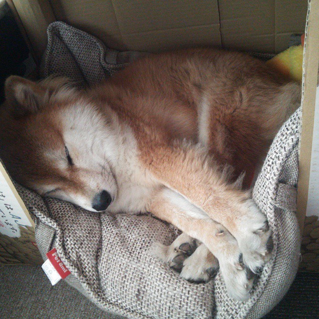 fb体育官网入口-北京国安主帅调整阵容应对密集赛程，北京国安新任主帅