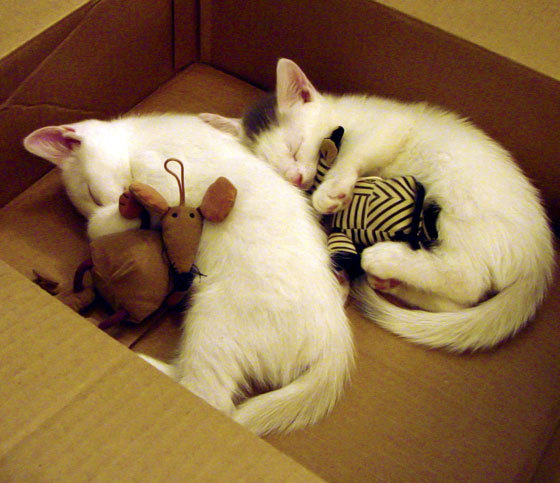 詹姆斯谁能统治本赛季NBA,詹姆斯能否打破历史得分