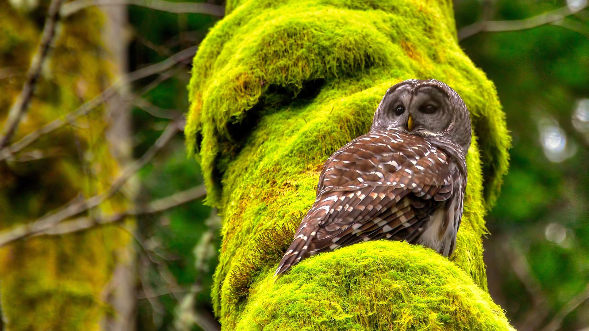 女子100自赛澳洲选手包揽前列,澳洲百米记录