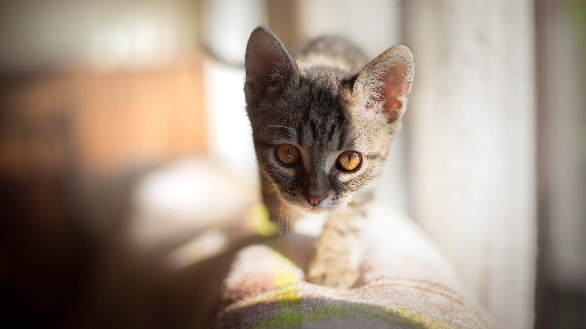 fb体育中国官网-南非男子接力团队实力凸显，南非比赛